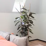 Apartmán Bolhao Luxury *